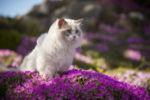 6 Ways To Help Homeless Cats