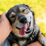 Happy dog being petted