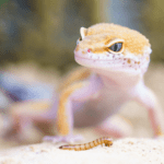 Meet The Gecko