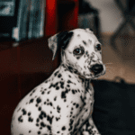 Dalmatian dog sitting sideways