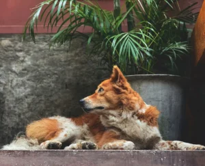 A reddish-brown and white dog lies on a stone ledge.