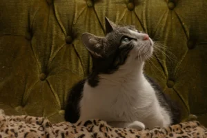 A cat sitting against a tufted green velvet backdrop.