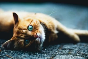 Brown and orange cat lying on the ground looking at the camera