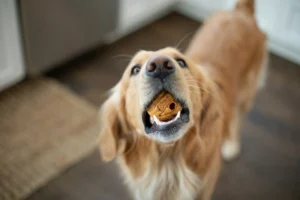 A Golden Retriever with a treat in its open mouth.