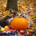 Puppies playing with pumpkin