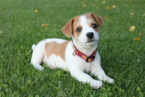 A puppy lies on a green lawn.