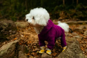 A fluffy, white Bichon Frise stands on a rocky forest path wearing a vibrant purple.