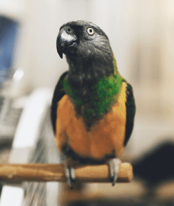 Pet Parrot (Psittacines)