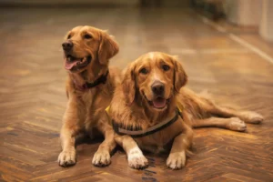 Two Golden Retrievers are lying down together on a wooden indoor floor.