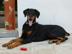 A Doberman Pinscher lies on a stone patio next to a small red toy.