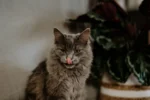A medium-long-haired grey cat sits indoors, looking directly at the camera while licking its nose with its pink tongue.