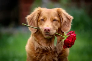 A golden-brown dog holding a single red rose in its mouth against a soft green background.