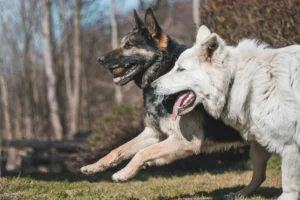 A profile view of a black and tan German Shepherd and a white German Shepherd running side-by-side through a grassy field.