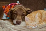 A brown dog wearing a colorful patterned bandana and an orange tabby cat sleep peacefully side-by-side on a soft, beige fleece blanket.