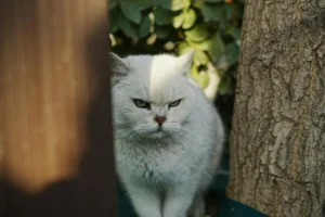 A white cat sits outdoors between a wooden fence post and a tree trunk.