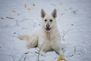 A white dog lies in a snow-covered field.