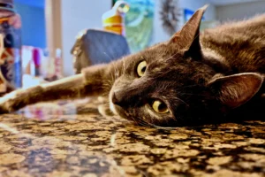 A cat lying flat on a granite-style countertop.
