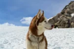 A Siberian Husky standing in a vast, snow-covered landscape.