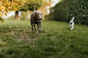 A grey Weimaraner runs across a lush green lawn followed by a smaller white and black dog in the background.