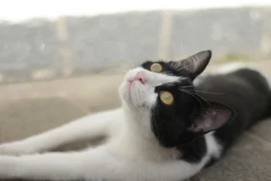 A tuxedo cat lying down.