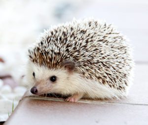 Small Pet Hedgehog