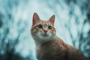 An orange tabby cat against a blurred background of bare trees and a cool, overcast sky.