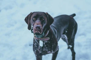 A black dog stands in a snowy field.