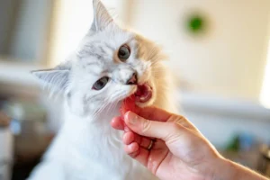 A white cat taking a piece of fruit from a person's hand.