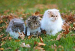 Three fluffy Persian cats sit together in a grassy yard covered with fallen autumn leaves.