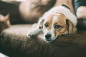 brown and white dog on a couch