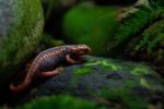 Salamander on rock